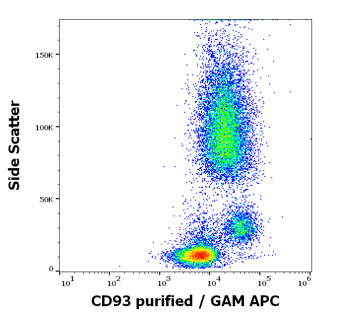 CD93 Antibody