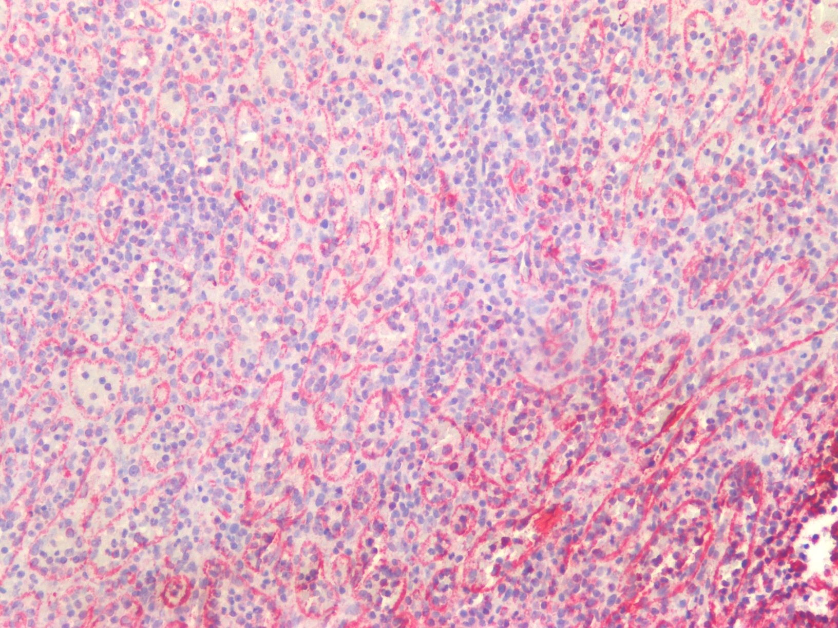 Recombinant mouse vimentin Antibody