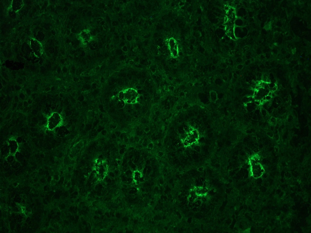 Mouse actin gamma-cytoplasmic Antibody