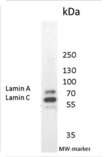 Mouse Lamin A and C Antibody