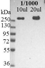Mouse Nestin Antibody