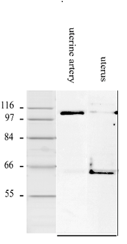 Mouse Smoothelin Antibody