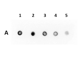 Recombinant RFP Antibody