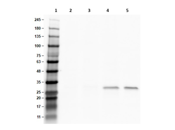 Recombinant RFP Antibody