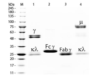 Rat IgG Fab Rhodamine Antibody