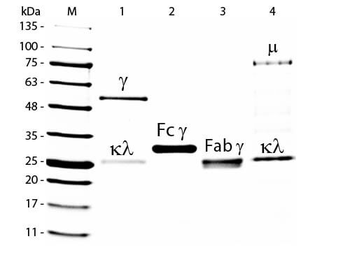 Goat IgG F(ab')2 Rhodamine Antibody