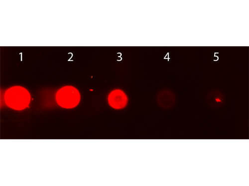 Goat IgG F(c) Rhodamine Antibody