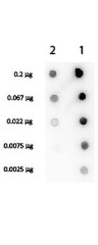 Streptavidin Antibody Biotin Conjugated