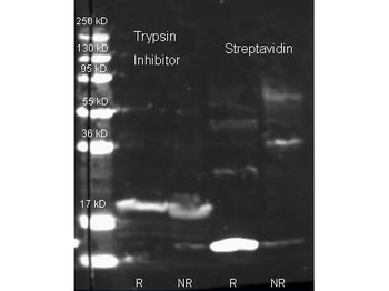 Streptavidin Antibody Biotin Conjugated