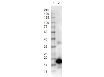 KTI3 Antibody