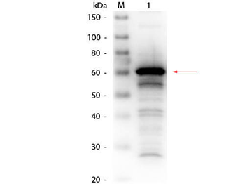 Human Serum Albumin Antibody Biotin Conjugated