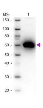 Human Serum Albumin Antibody Peroxidase Conjugated