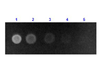 Human Serum Albumin Antibody Fluorescein Conjugated