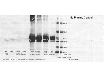 Human Serum Albumin Antibody