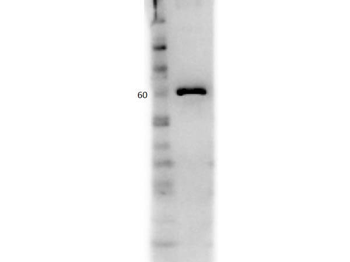Bovine Serum Albumin Antibody BSA