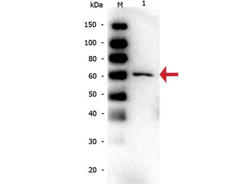 Bovine Serum Albumin Antibody