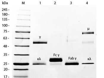 Mouse IgM Lambda isotype Control Antibody
