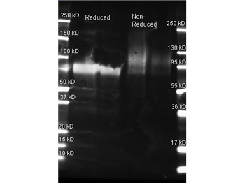 Glucose Oxidase Antibody