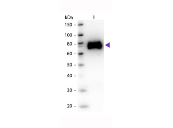 Glucose Oxidase Antibody