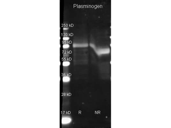 PLG Antibody (HRP)