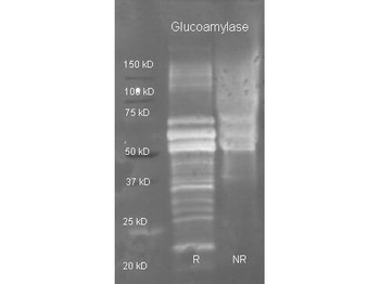 amyA Antibody (HRP)