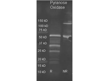 P2OX Antibody (HRP)