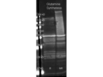 glnA Antibody (HRP)