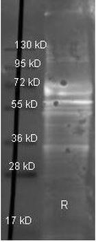 FGA Antibody (HRP)