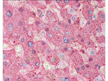 FGA Antibody (HRP)