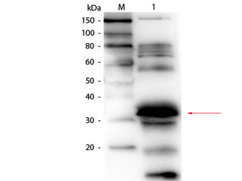 FOLR1 Antibody (Biotin)