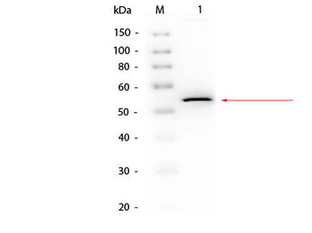 glpK Antibody (Biotin)