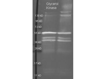 glpK Antibody (Biotin)