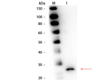 PPI Antibody