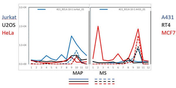 NFkB p65 Antibody