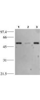 p53 Antibody
