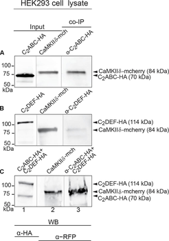 RFP Antibody