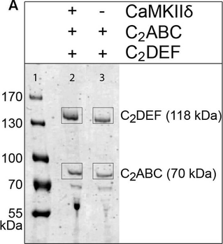 RFP Antibody