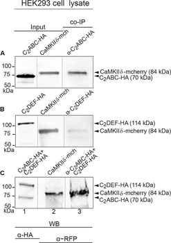 RFP Antibody