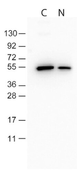 DYKDDDDK Tag (FLAG) Antibody