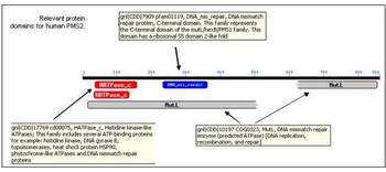 PMS2 Antibody