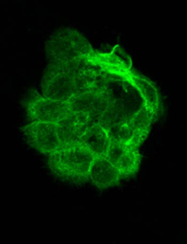 Alpha-Tubulin Antibody