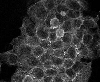 Alpha-Tubulin Antibody