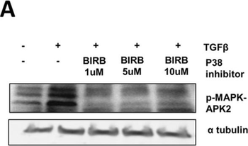 Alpha-Tubulin Antibody
