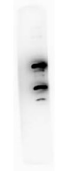 Pdcd4 phospho S457 Antibody