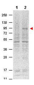 Stat5a Antibody