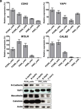 Mesothelin Antibody