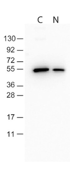 DYKDDDDK Tag (FLAG) Antibody