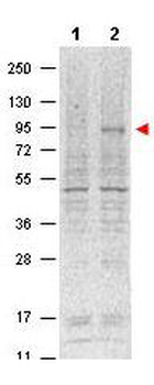 Stat5a Antibody