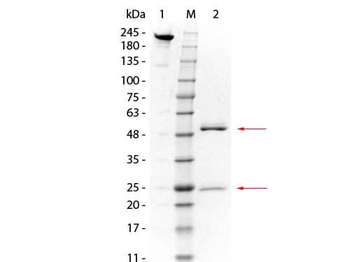GSTO1 Antibody