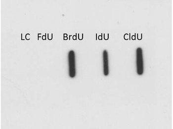 BrdU Antibody